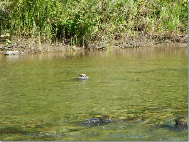 The McCloud River: